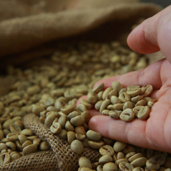 Zielona kawa – czym się wyróżnia?